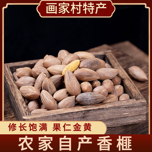 画家村自产自销2025新货香榧松阳特产大籽原味坚果零食农产品