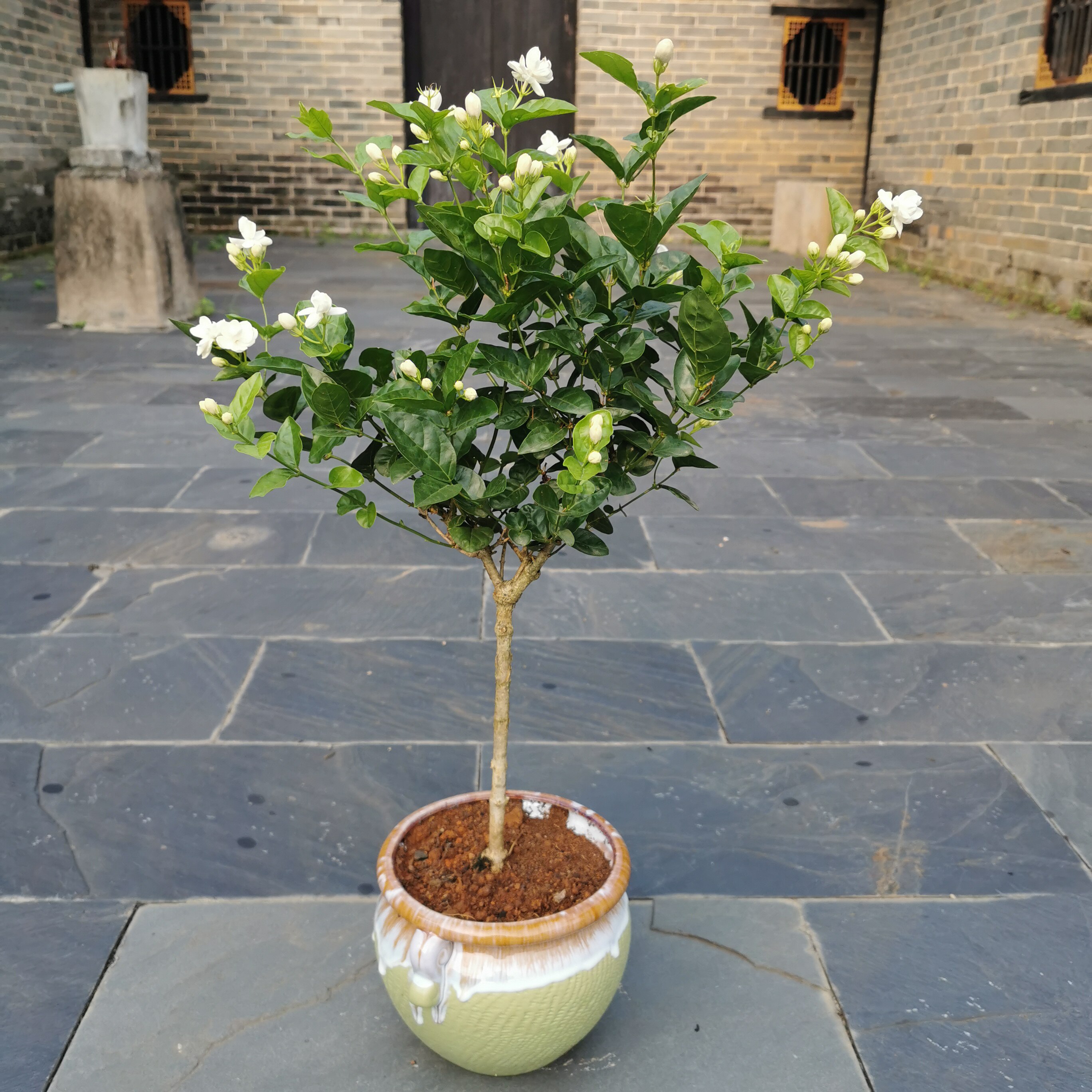 花卉四季开花阳台室内茉莉