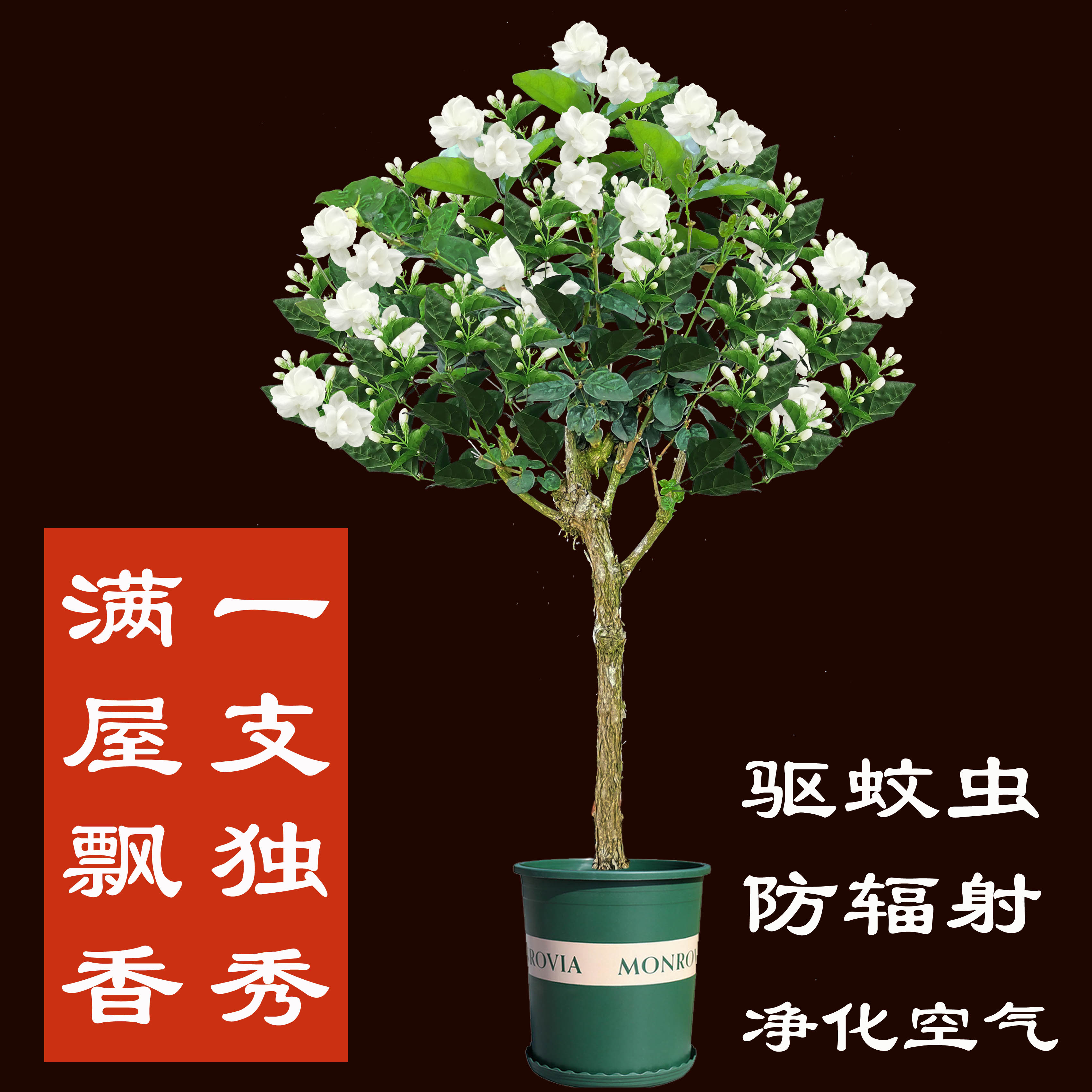 花卉盆栽苗茉莉四季开花