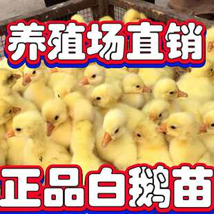 小鹅活苗大白鹅三花鹅产蛋王四季鹅皖西鹅浙东鹅