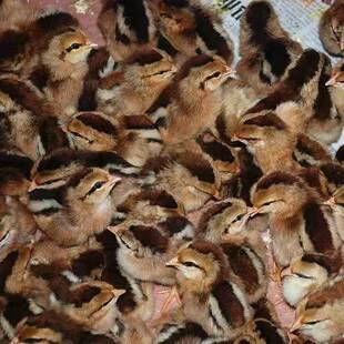 【30只装】草鸡苗清远麻鸡苗青脚鸡三黄鸡红毛公鸡土鸡家养小鸡苗