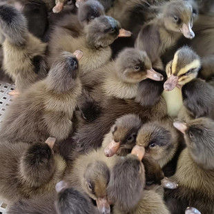 小鸭子鸭苗活体高产蛋鸭大种肉麻鸭水鸭金锭绿头鸭网红番鸭苗