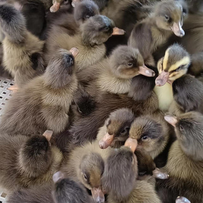 大种鸭子蛋鸭肉鸭网红鸭麻鸭水鸭