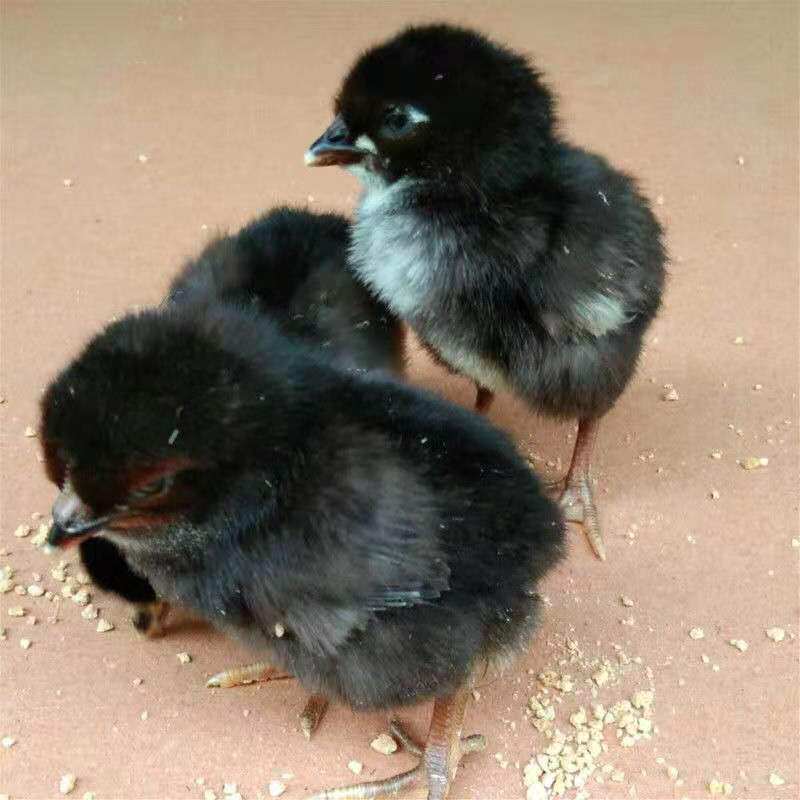 20只 活体黑土鸡苗花凤鸡绿壳蛋鸡土鸡苗草鸡蛋苗乌黑鸡,农用物资,动物种苗,淘宝优惠券,粉丝福利购,淘宝优惠卷