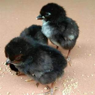 20只 活体黑土鸡苗花凤鸡绿壳蛋鸡土鸡苗草鸡蛋苗乌黑鸡