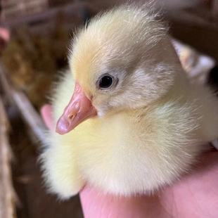 鹅活苗三花鹅蛋鹅大种白狮头鹅苗扬州白鹅皖西白鹅杂交五龙鹅包邮