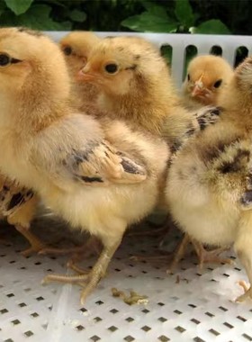 50只 小鸡苗青脚麻鸡五黑鸡土鸡草鸡三黄鸡 九斤红毛公鸡黑鸡白羽