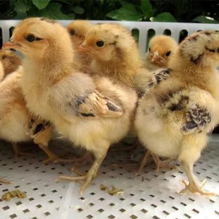 50只 小鸡苗青脚麻鸡五黑鸡土鸡草鸡三黄鸡 九斤红毛公鸡黑鸡白羽