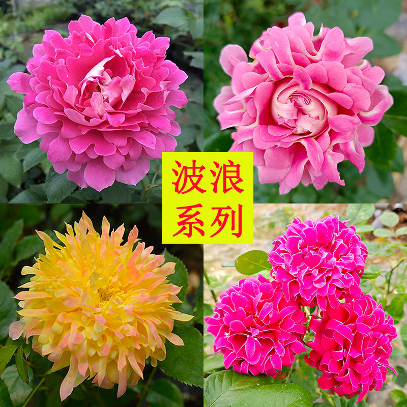 波浪月季花苗 烟花波浪 魅力波浪 梦幻褶边 蜻蜓阳台庭院花卉盆栽