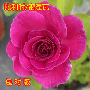 比利时密涅瓦月季花苗紫色月季浓香大花多季开花阳台盆栽花卉