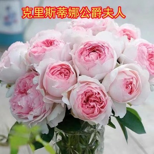 克里斯蒂娜公爵夫人月季 新品 浓香灌木月季 扦插苗 阳台盆栽花卉