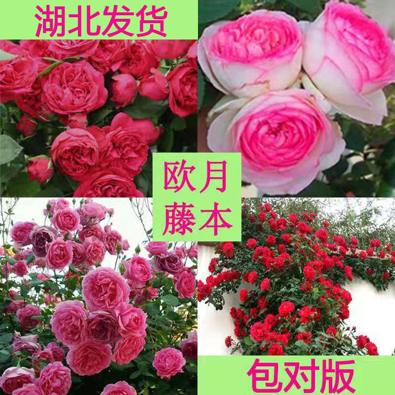 藤本月季花苗爬藤大花对版好养活