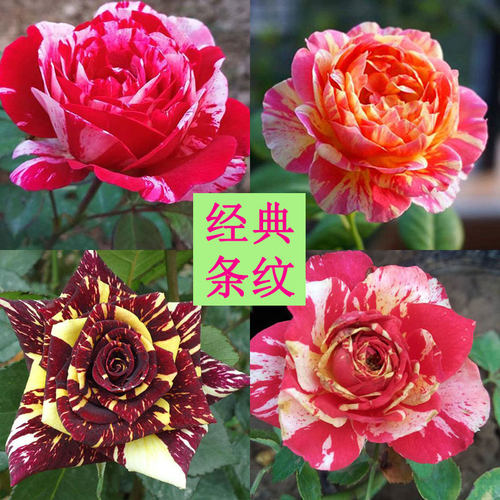 经典条纹月季花色艳丽四季开花