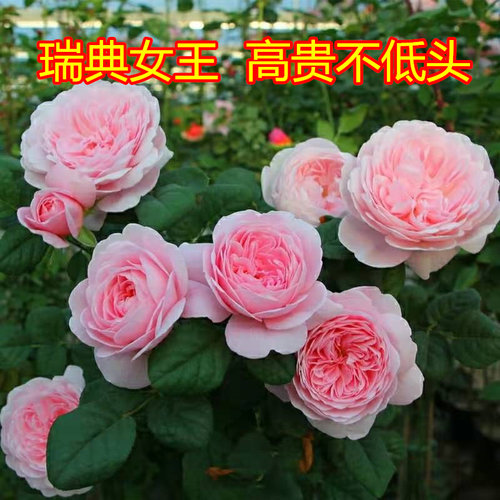 瑞典女王月季不低头花色鲜艳