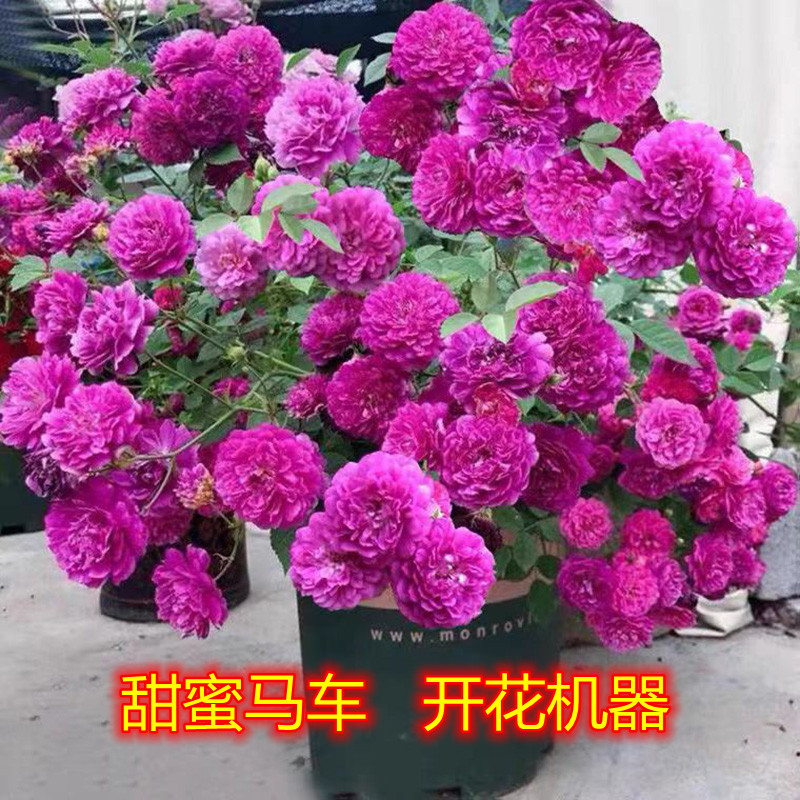 甜蜜马车月季花苗 微月适合阳台盆栽 浓香丰花型 多季开花
