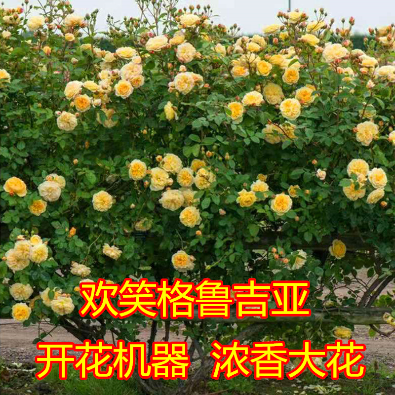 欢笑格鲁吉亚月季阳台庭院花卉