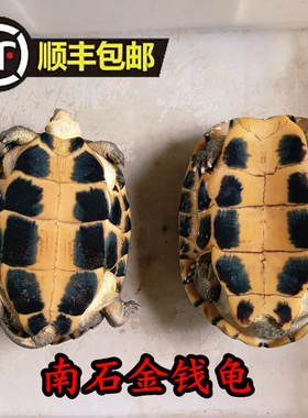 顺丰包邮 食用石金钱大龟煲汤肉龟 南石龟繁殖情侣老种龟外塘水龟