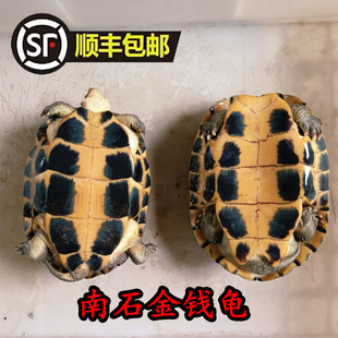 顺丰包邮 食用石金钱大龟煲汤肉龟 南石龟繁殖情侣老种龟外塘水龟