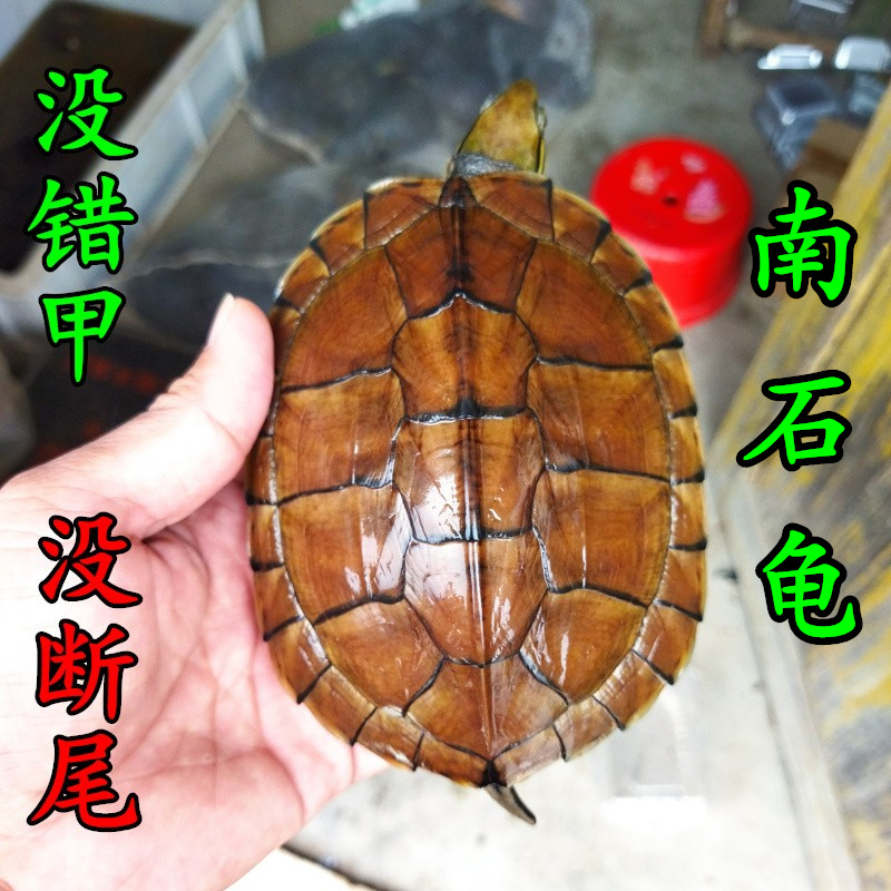冷水石金钱龟纯种南石龟