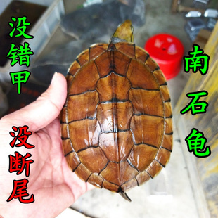 正宗越南石金钱龟 养殖场直发 外池冷水繁殖石龟观赏宠物水龟活体