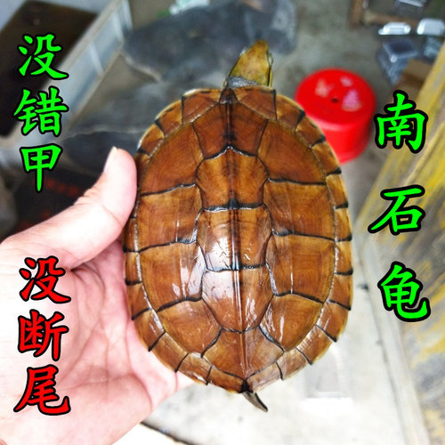 越南石金钱龟黄喉拟水龟招财南石