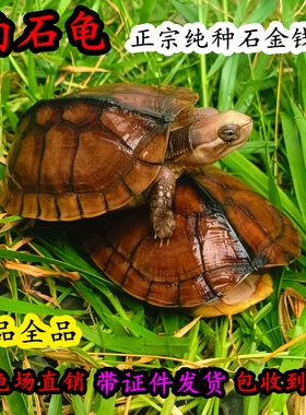 纯种南石龟苗 正宗石金钱大龟黄喉拟水龟 招财镇宅宠物深水龟活体