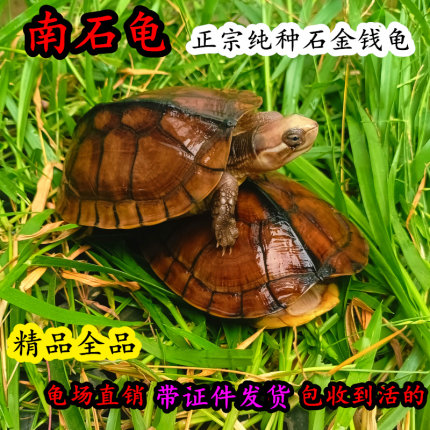 纯种南石龟苗 正宗石金钱大龟黄喉拟水龟 招财镇宅宠物深水龟活体