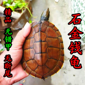正宗越南石金钱龟苗 繁殖观赏镇宅宠物水龟活体 招财黄喉拟水石龟