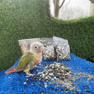 小太阳和尚凤梨黄边蓝化系列混合粮断奶鸟食标识鸟营养品