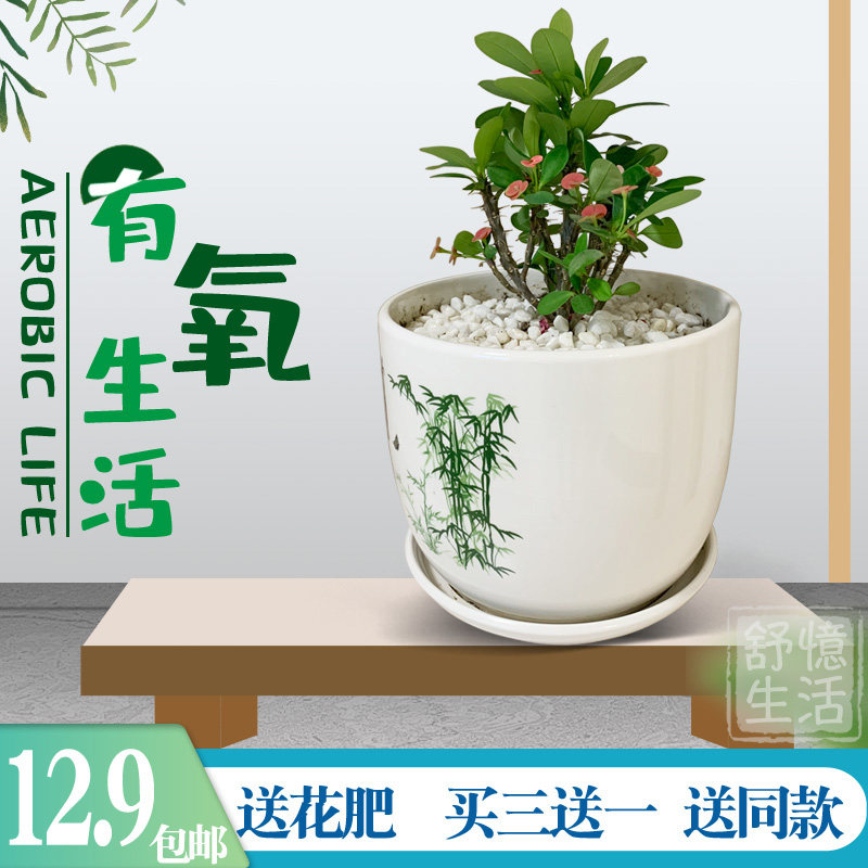 绿植易活包邮春夏秋铁海棠虎刺梅