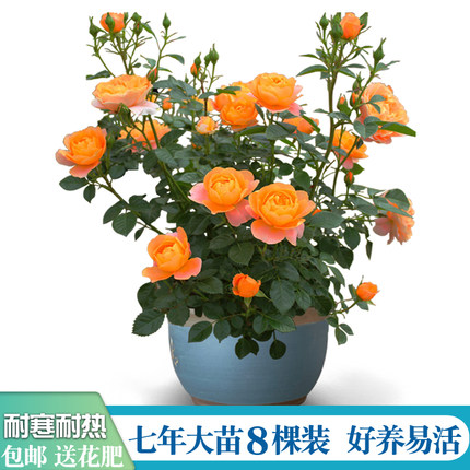 7年玫瑰老桩月季春夏秋开花浓香大花室内外阳台庭院种植好养活8棵