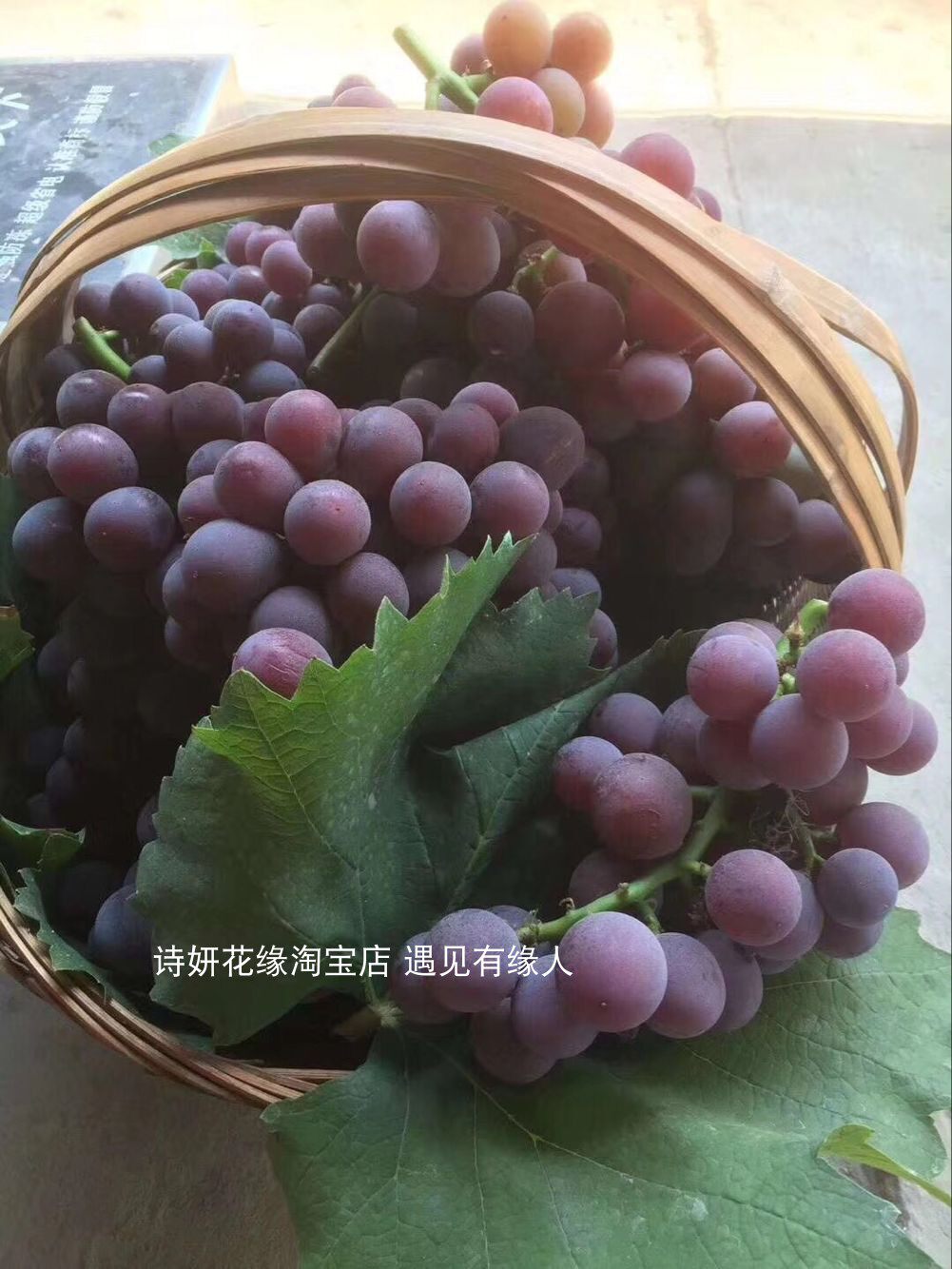 宁波发货葡萄树苗巨峰葡萄苗夏黑藤稔葡萄苗水果树苗阳光玫瑰晴王