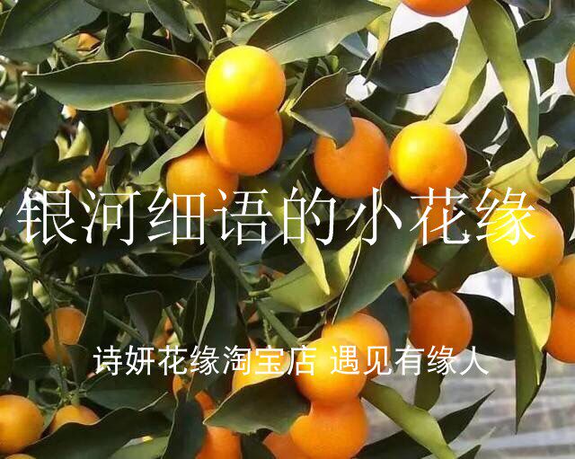 满68包邮宁波发货融安滑皮金桔树苗滑皮金柑苗纯甜不麻金蛋果树苗