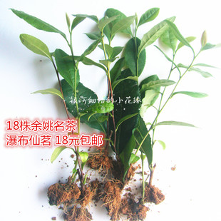 四明龙尖雀舌瀑布仙茗茶树苗西湖龙井茶苗茶树苗茶叶树苗绿茶苗