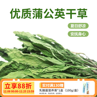 蒲公英干草兔子食用草粮草清热降火抗菌消炎祛暑荷兰猪龙猫保健草