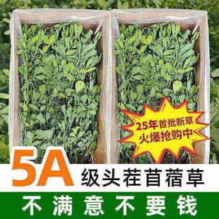 25年新苜蓿草兔子粮草苜蓿草食用草兔粮龙猫粮草干草荷兰猪苜宿草