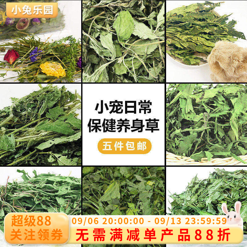 小宠保健草薄荷叶菊苣草蒲公英草图片