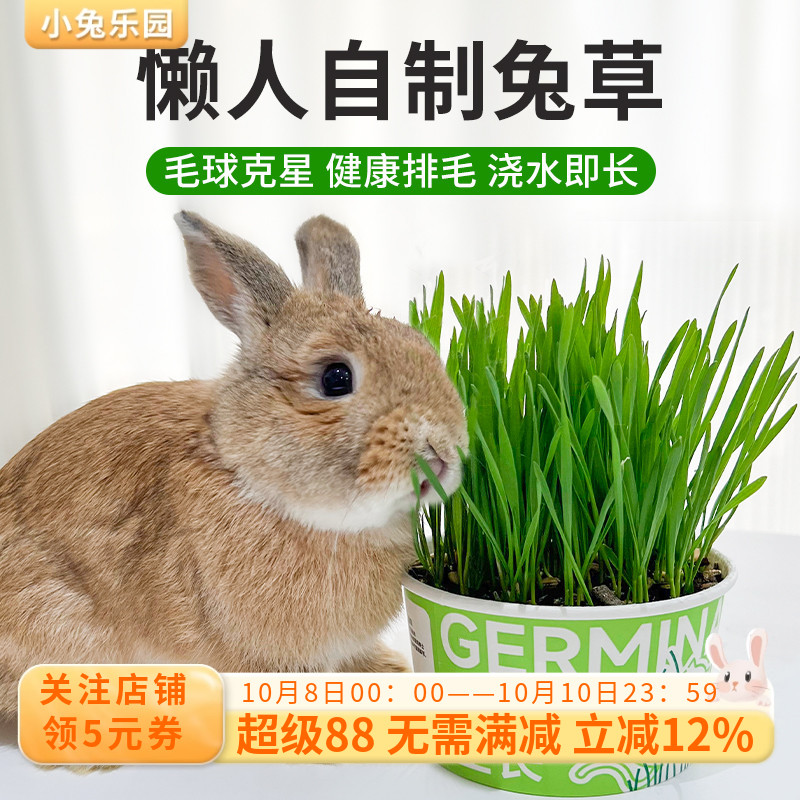 懒人兔草自种盆栽新鲜有机小麦草