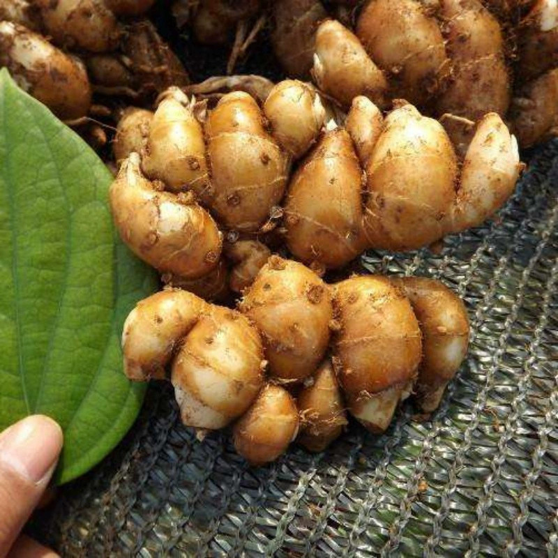 广东特产新鲜沙姜山奈个大香浓白切鸡沙姜椰子鸡猪脚配料商用包邮