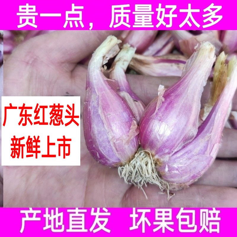 广东本地红葱头干葱头火葱正宗新鲜小香葱老品种熬葱油商用包邮