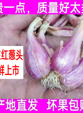 广东本地红葱头干葱头火葱正宗新鲜小香葱老品种熬葱油商用包邮