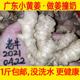 1斤 新鲜蔬菜广东小黄姜月子姜生姜土姜老姜农家肥种植姜撞奶 包邮