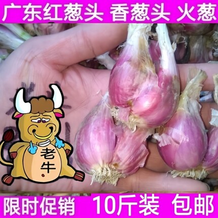促销10斤包邮广东红葱头干火葱小香葱头新鲜熬葱油台湾卤肉饭肠粉