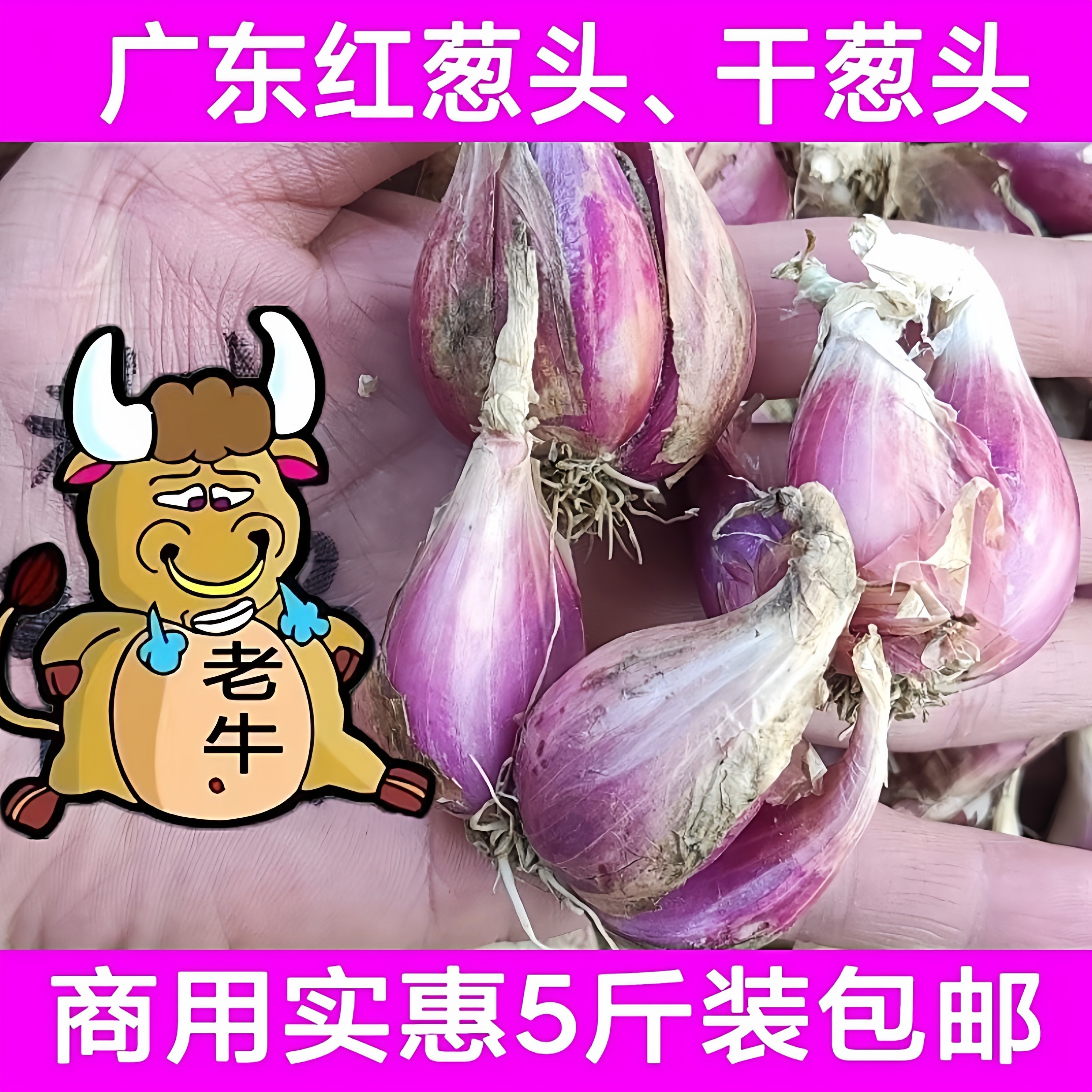 新鲜红葱头广东小香葱干葱头促销5斤装包邮 炸葱油酥卤肉饭原材料