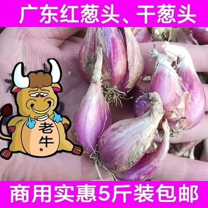 新鲜红葱头广东小香葱干葱头促销5斤装包邮 炸葱油酥卤肉饭原材料