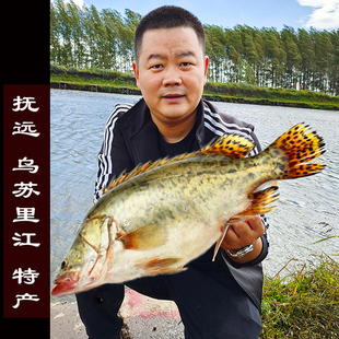 桂鱼鳜鱼鳌花鱼桂花鱼熬花东北黑龙江特产冷水新鲜淡水鱼特价包邮