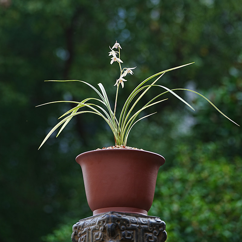 轻奢中古陆号 原矿紫砂盆兰花春兰蕙兰建兰 盆景松柏文竹蝴蝶兰盆
