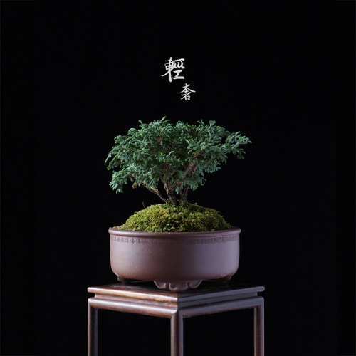 全手真柏小松系鱼川石化桧紫砂盆