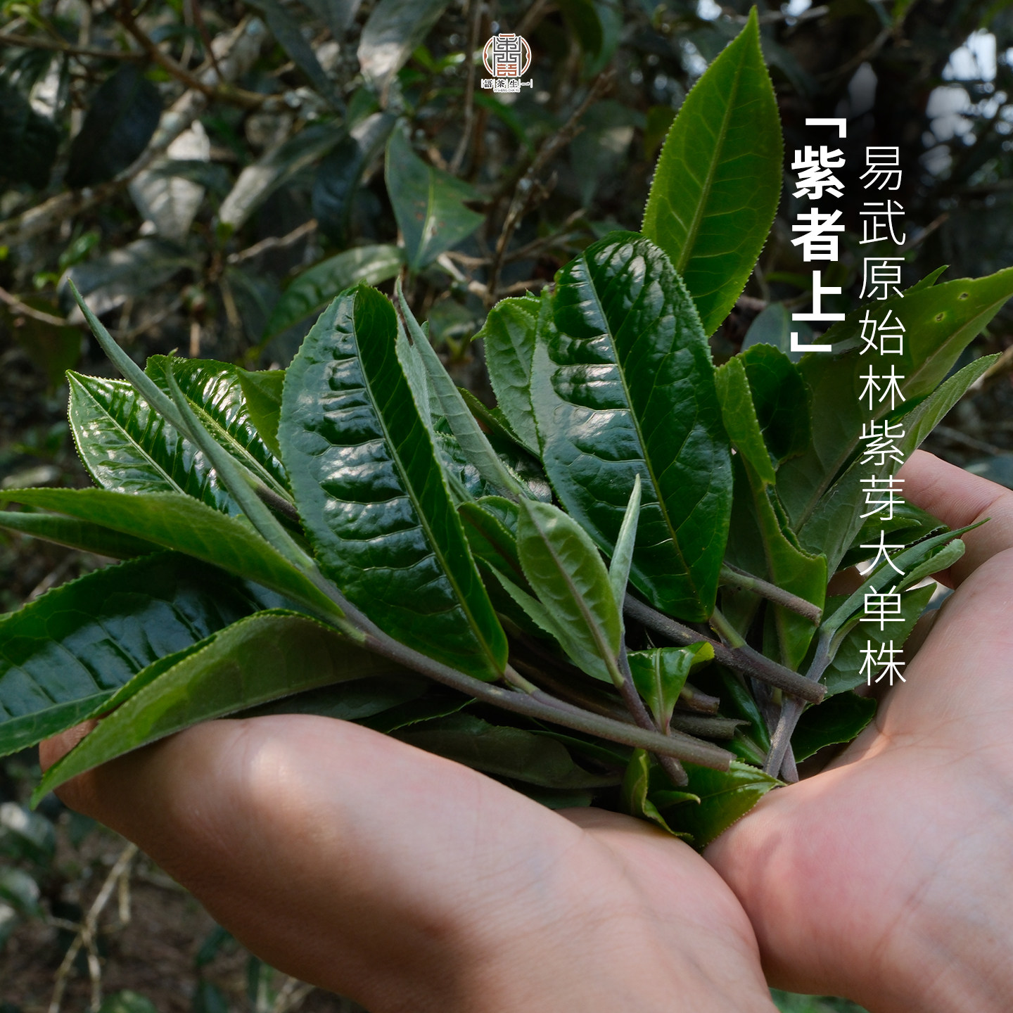 【现货】2026易武紫芽大单株 一生茶语原始林古树普洱茶生茶 收藏