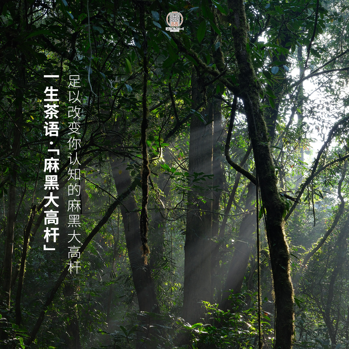 【现货】2026麻黑大高杆古树春茶 一生茶语 易武普洱茶生茶 200g